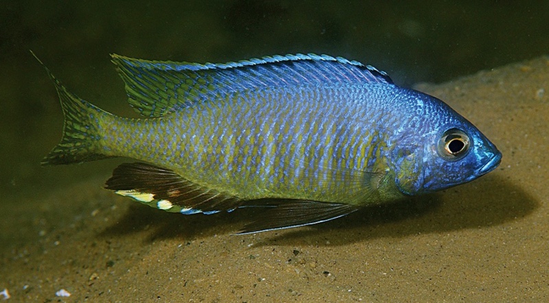 Mchenga thinos 'Otter Island'
